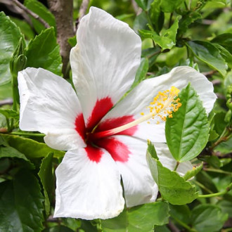 Hibiskus (Ketmia syryjska) Red heart, P9 interface.image 5