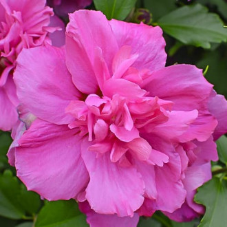 Hibiscus Sanchoyo, С2 imagine 9