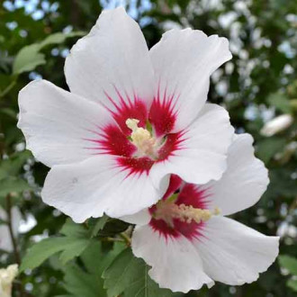 Hibiskus (Ketmia syryjska) Shintaeyang interface.image 16