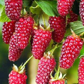 Hibrid de mure și zmeură Red Diamond imagine 9