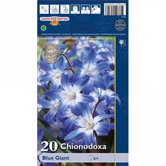 Хионодокса Forbesii Blue Giant изображение 1