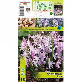 Хионодокса Rosea изображение 2