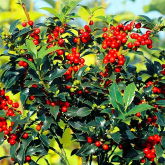 Холи(Ilex) Alaska изображение 1