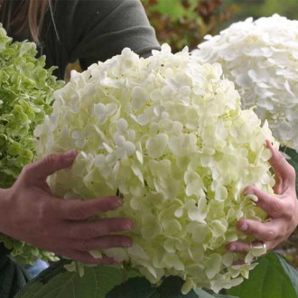 Hortensia arborescens Strong Annabelle imagine 1