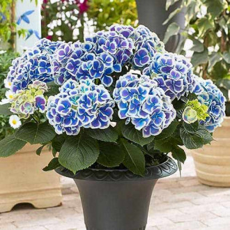Hortensia Blue & White Bicolor imagine 2