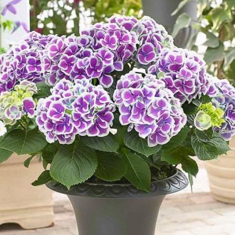 Hortensia Lila & White Bicolor imagine 12