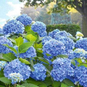 Hortensia macrophylla Blue Bodensee imagine 9