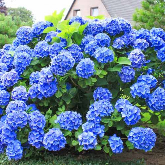Hortensia macrophylla Blue Lagoon imagine 10