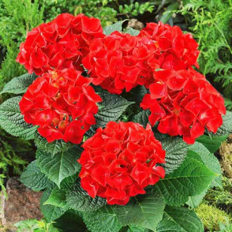 Hortensia macrophylla Fiery beauty imagine 6