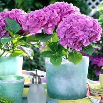 Hortensia macrophylla Freudenstein imagine 18