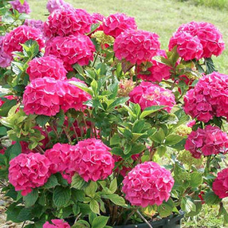 Hortensia macrophylla Glowing Embers imagine 2