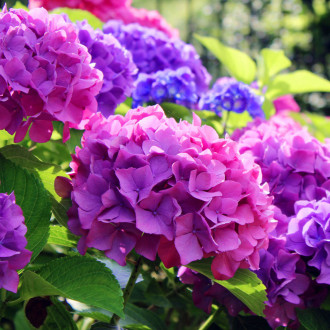 Hortensia macrophylla Hamburg, P9 imagine 8