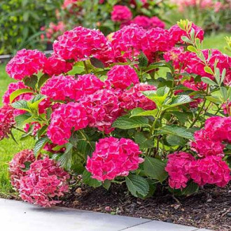 Hortensia macrophylla Leuchtfeuer imagine 3