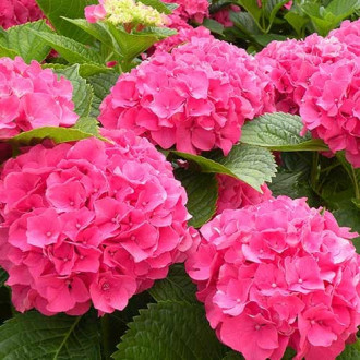 Hortensia macrophylla Masja imagine 12