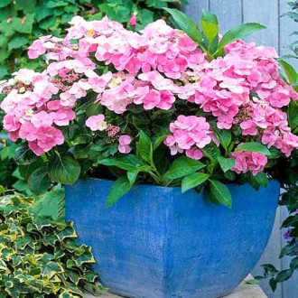 Hortensia macrophylla Messalina imagine 10
