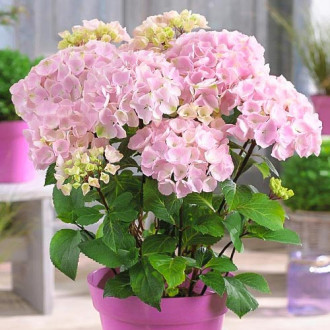Hortensia macrophylla Pink imagine 8