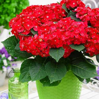 Hortensia macrophylla Red Baron imagine 8