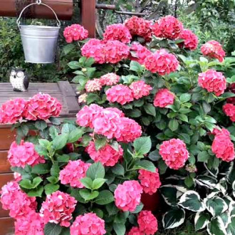 Hortensia macrophylla Sibilla imagine 11