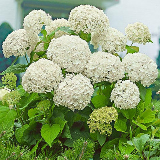 Hortensia macrophylla White imagine 11
