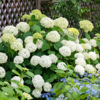 Hortensia arborescens Annabelle, P9 imagine 7