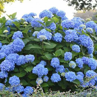 Hortensia paniculată Blue imagine 9
