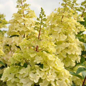 Hortensia paniculată Candlelight imagine 10