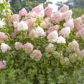 Hortensia paniculată Diamantino imagine 14