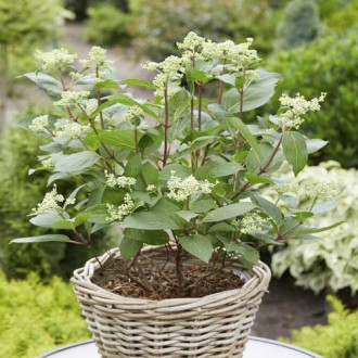 Hortensia paniculată Early Harry PBR, C3 imagine 10