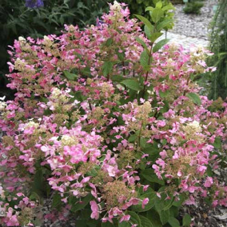 Hortensia paniculată Early Sensation ® PBR, C3 imagine 11