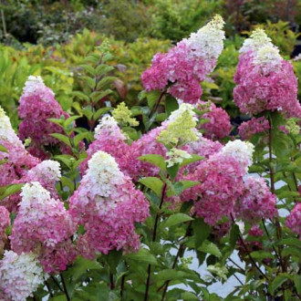 Hortensia paniculată Fraise melba ®, C7,5 imagine 6