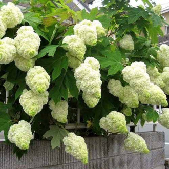 Hortensia quercifolia Harmony imagine 2