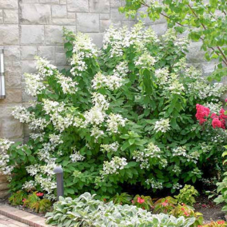 Hortensia paniculată Levana imagine 4