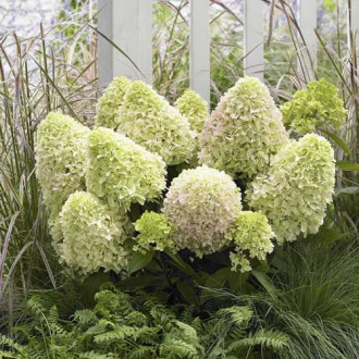 Hydrangea panic. Little Fresco, С2 imagine 8