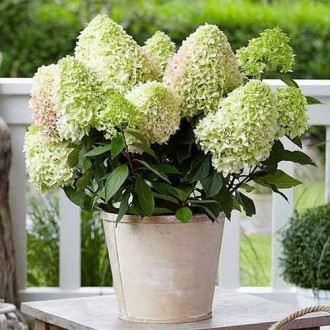 Hortensia paniculată Little Lime imagine 2