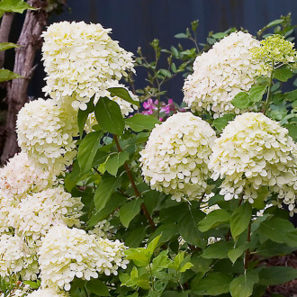 Hortensia paniculată Little Lime imagine 15