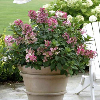 Hortensia paniculată Little Quick Fire PBR, C3 imagine 7