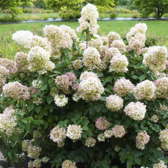 Hortensia paniculată Magical Candle PBR, C3 imagine 3