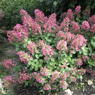 Hortensia paniculată Magical Fire PBR, C3 imagine 12