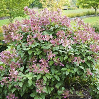 Hortensia paniculată Magical Flame PBR, C3 imagine 13