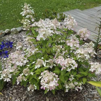 Hortensia paniculată Pastelgreen ®, C7,5 imagine 16