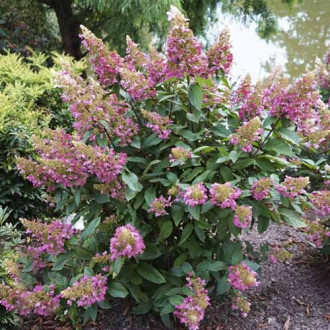 Hortensia paniculată Pinky Winky ® PBR, C7,5 imagine 9