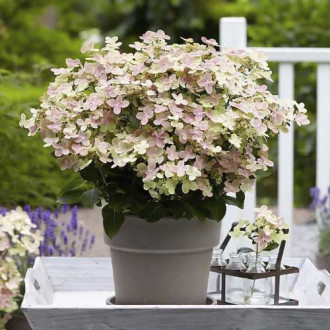 Hydrangea panic. Polestar, С2 imagine 4