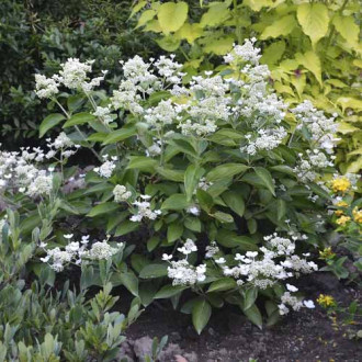 Hortensia paniculată Prim White ® PBR, C3 imagine 11