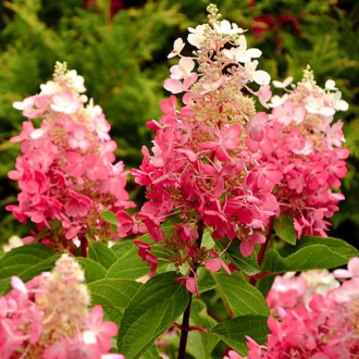 Hortensia paniculată Red Star, Р9 imagine 1