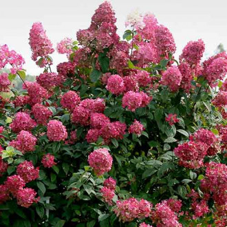 Hortensia paniculată Red imagine 12