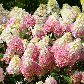 Hortensia paniculată Ruby imagine 2