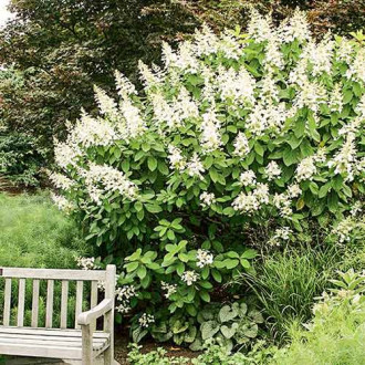 Hortensia paniculată Tardiva imagine 13