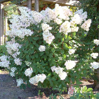 Hortensia paniculată Unique imagine 12