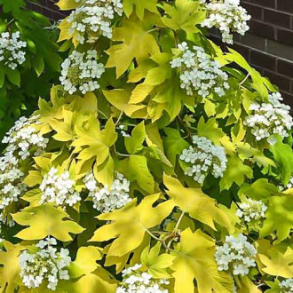 Hortensia quercifolia Little Honey imagine 4