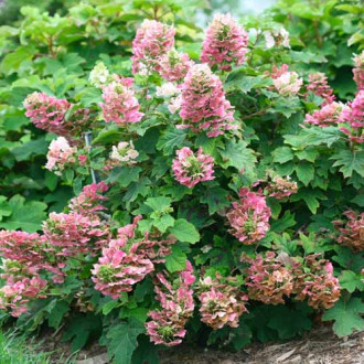 Hortensia quercifolia Ruby Slippers imagine 16